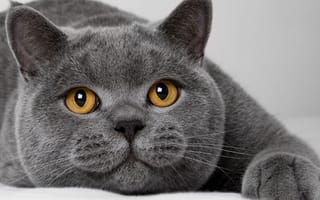 Картинка кот, хищник, британец, взгляд