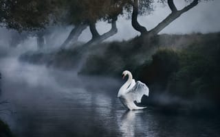 Картинка птицы мира, туман, природа, река, Лебедь, красиво