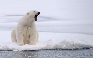 Обои белый медведь, снег, лед, злость, хищник, Зима