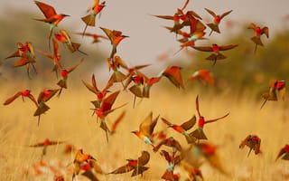 Картинка Carmine Bee-eater, lot, pack, birds, bee-eater