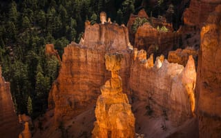 Обои Bryce Canyon National Park, скалы, закат, США, дерево, Юта, горы
