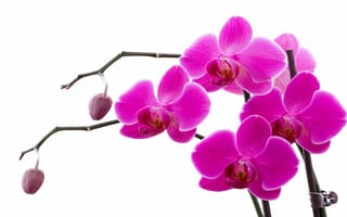 Картинка розовая орхидея, белый