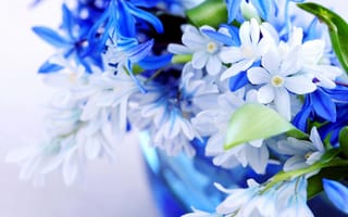 Картинка полевые цветы, букет, сине-белый