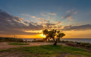 Картинка одинокое дерево, тучи, берег, Ашкелона, национальный парк, Sergio Gold, море, закат