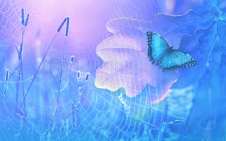 Картинка голубая бабочка, роса, дубовый лист, трава
