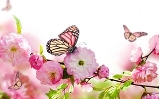 Картинка весна, красиво, цветение, бабочки, фотошоп