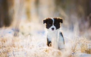 Картинка щенок, собака, зима, взгляд