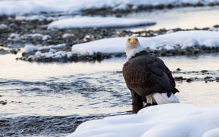 Картинка белоголовый орлан, снег, зима, птица, хищник