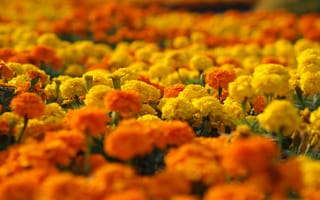 Картинка marigolds, клумба, макро, желтые, оранжевые, цветы