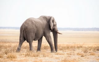 Картинка животные, слоны