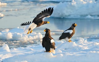 Картинка Hokkaido, Белоплечий орлан, птицы, ястреб, зима, Japan, Япония, хищники, Хоккайдо, снег