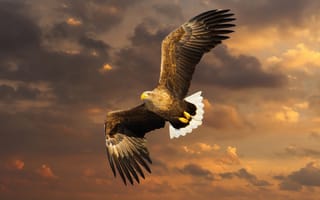 Картинка Орлан - белохвост, птицы, небо