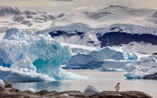 Картинка Антарктика, снег, пингвин, лед, вода