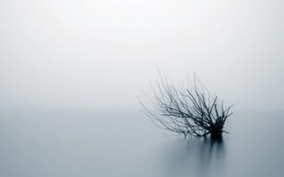 Картинка куст, туман, вода