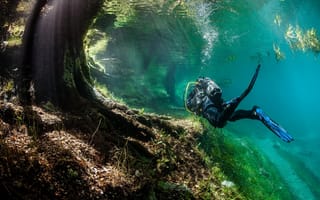 Картинка дайвинг, красиво, под водой, лес