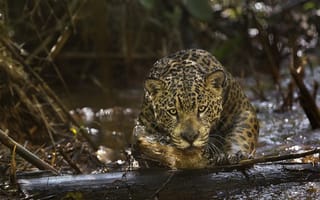 Картинка yaguar, ягуар, хищник