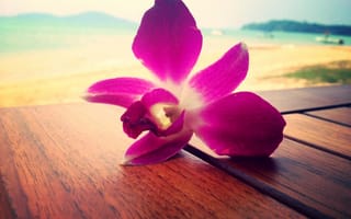 Обои орхидея, цветок, море, розовый