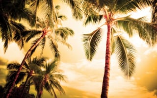 Картинка пальмы, Лето, красиво