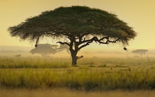 Картинка дерево, Африка, Кения, зонтик