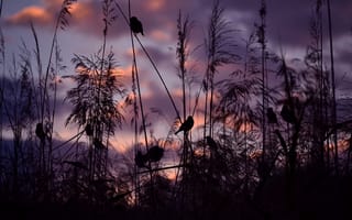 Картинка природа, закат, Серены pirredda, фотография, воробьи, птицы