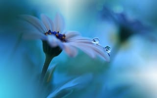Обои цветок, голубой фонJuliana Nan, капли, лепестки