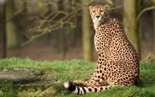 Картинка cheetah, bigcat, forest, wild