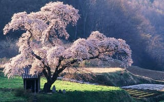 Картинка цветущее дерево, японская яблоня, цветы яблони