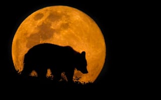 Картинка луна, медведь, ночь, силуэт, 3d