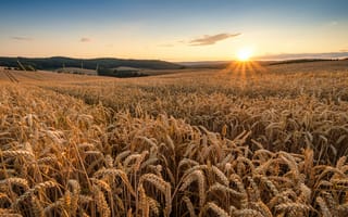 Картинка поля, рассвет, утро, пшеница, красиво, Лето, природа