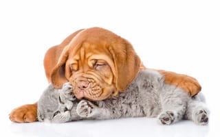 Картинка Бордоский дог, позитив, собака, британец, кот, светлый