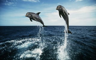 Картинка дельфины, позитив, красиво, море