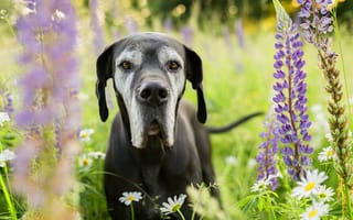 Картинка Немецкий дог, собака, луг, морда, ромашки, цветы, люпин, взгляд