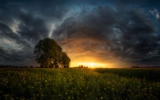 Картинка весна, небо, закат, солнце, Емил Рашковски, пейзаж, свет, дерево