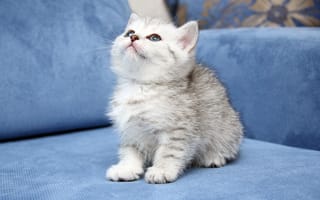 Картинка White kitten, sofa, looking