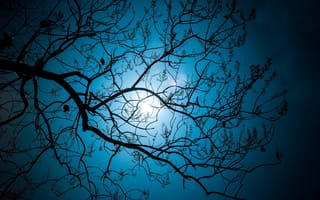 Картинка ночь, Дерево Эльфы, Дэн Donglin, луна, свет