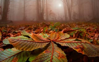 Картинка осень, туман, лес, листья, деревья