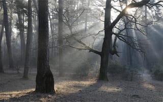 Картинка лес, солнце, в бору, лучи света, март, Николай Шахманцир, деревья