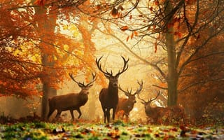 Картинка Олени, красиво, природа, Осень