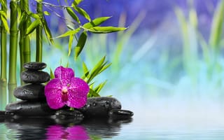 Картинка Орхидея, Камни, Спа, Бамбук, Вода