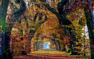 Картинка Осень, Ствол дерева, Аллея, Природа, Листья, Деревья