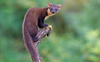 Картинка Marten, смотрит, Ветка