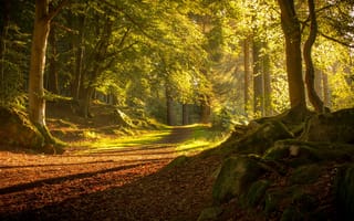 Картинка лес, осень, солнце, деревья, дорога