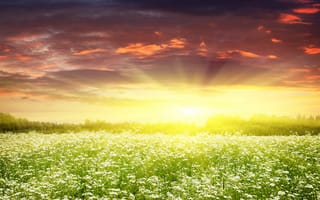 Картинка поле, ромашки, солнце, рассвет