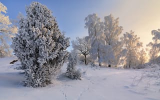 Обои деревья, небо, снег, природа, зима