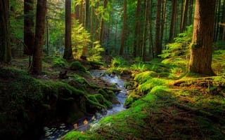 Картинка ручей, Ben Marar, деревья, лес чудес, зелень