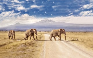 Картинка Национальный парк, Кения, Амбосели, слоны