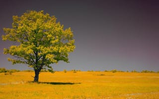 Картинка желтое поле, горизонт, Sixten, ик-фото, одинокое дерево, infrared