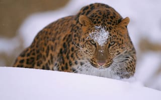 Картинка кошка, снег, хищник
