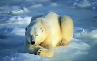 Картинка снег, белый медведь, поза, медитирует