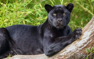 Картинка чёрная, дикая кошка, ягуар, взгляд, хищник, пантера